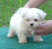 LOVELY AND CUTE Maltese Puppies For Free Adoption
